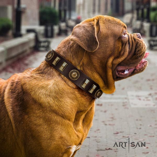 Dogue de Bordeaux daily walking dog collar of best quality genuine leather