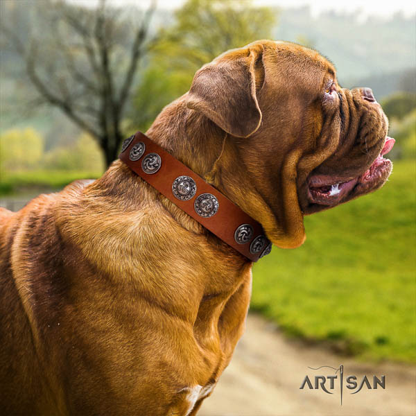 Dogue de Bordeaux fancy walking dog collar of remarkable quality natural leather
