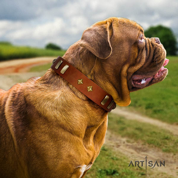 Dogue de Bordeaux daily use dog collar of significant quality leather