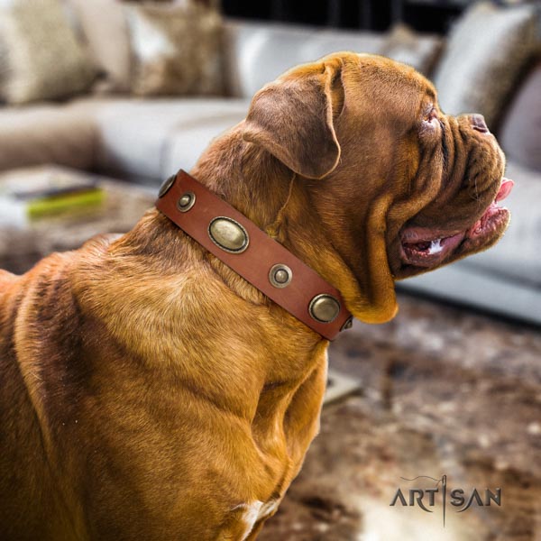 Dogue de Bordeaux unusual full grain leather collar for everyday walking
