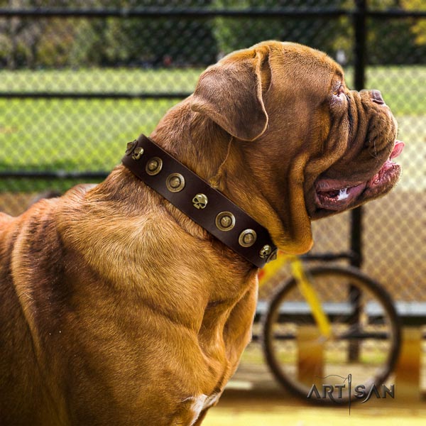 Dogue de Bordeaux comfy wearing dog collar of trendy natural leather