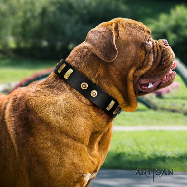 Dogue de Bordeaux stylish walking dog collar of stylish natural leather
