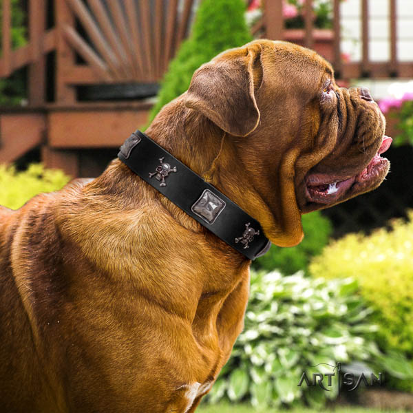 Dogue de Bordeaux comfy wearing dog collar of awesome quality leather