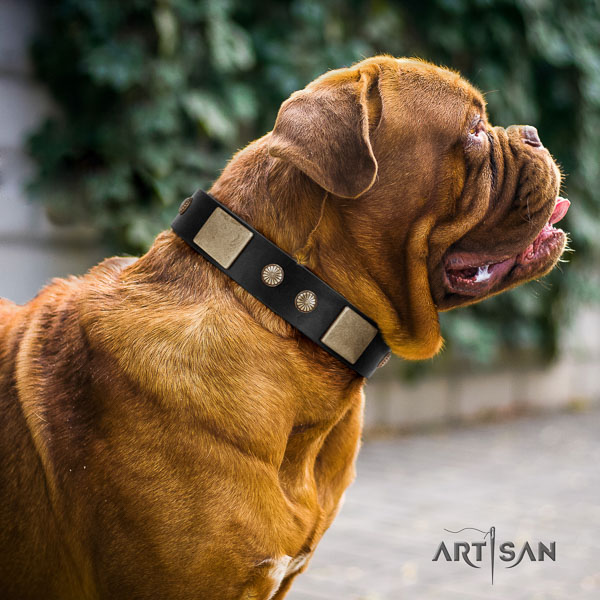 Dogue de Bordeaux daily use dog collar of best quality genuine leather
