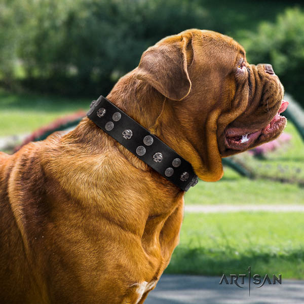 Dogue de Bordeaux best quality full grain natural leather dog collar