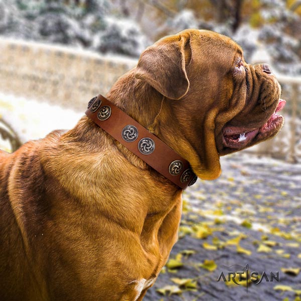 Dogue de Bordeaux incredible genuine leather dog collar