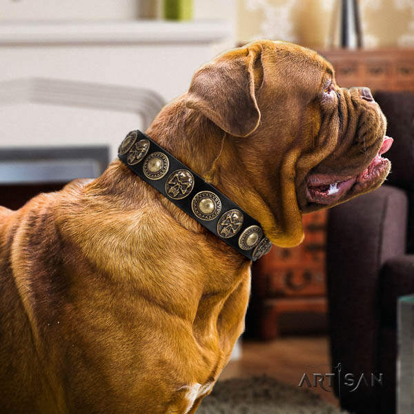 Dogue de Bordeaux comfy wearing dog collar of trendy genuine leather