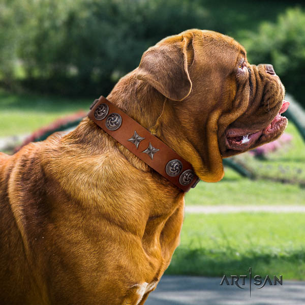Dogue de Bordeaux trendy genuine leather dog collar