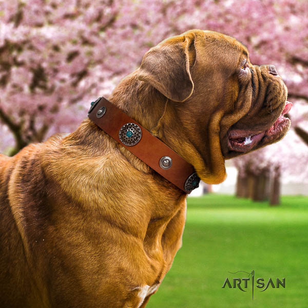 Dogue de Bordeaux comfy wearing dog collar of incredible quality leather