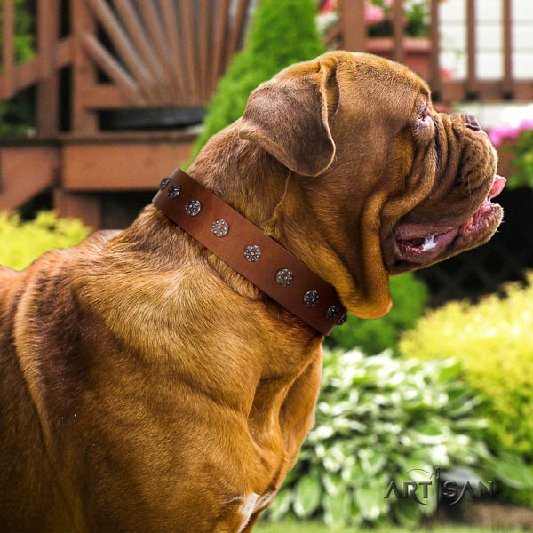 Dogue de Bordeaux convenient leather dog collar