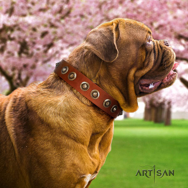 Dogue de Bordeaux comfy wearing dog collar of stylish genuine leather