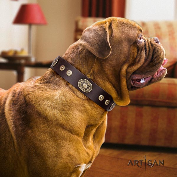 Dogue de Bordeaux decorated full grain natural leather collar with corrosion proof hardware
