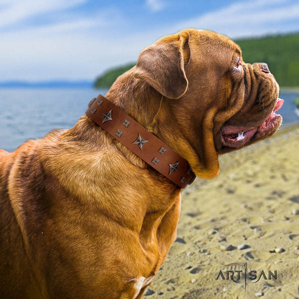 Dogue de Bordeaux dog collar of significant quality genuine leather for stylish walking