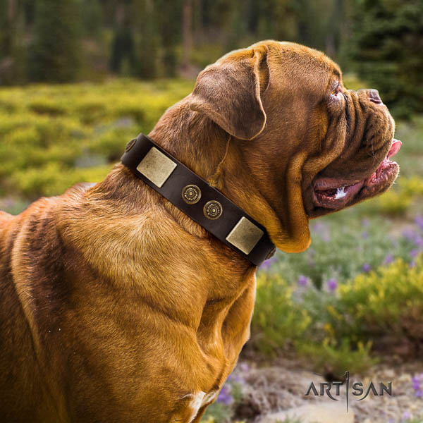 Dogue de Bordeaux comfy wearing dog collar of designer leather