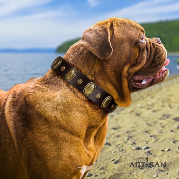 Dogue de Bordeaux comfy wearing dog collar of exceptional quality natural leather