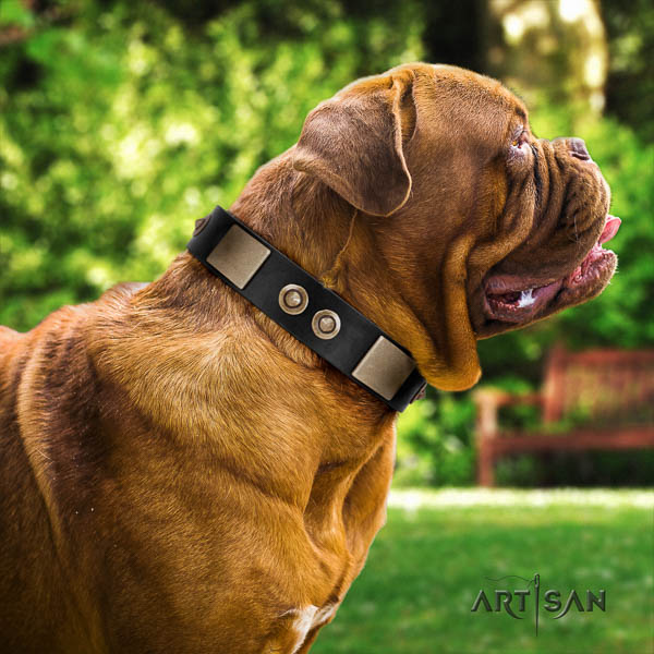Dogue de Bordeaux daily use dog collar of comfortable leather