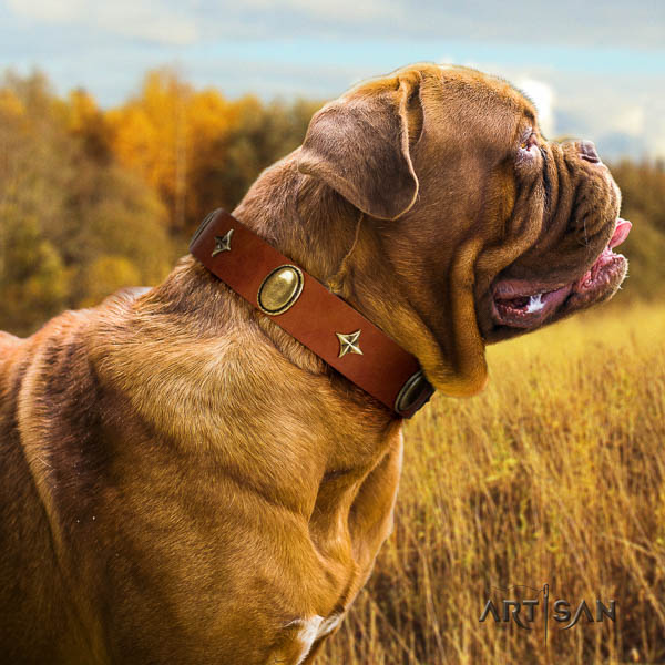 Dogue de Bordeaux comfortable wearing dog collar of flexible leather