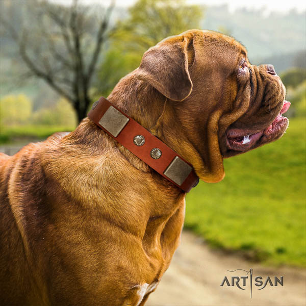 Dogue de Bordeaux comfortable wearing dog collar of incredible quality natural leather