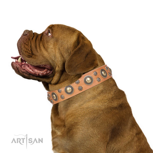 Dogue de Bordeaux full grain natural leather collar with strong hardware for basic training