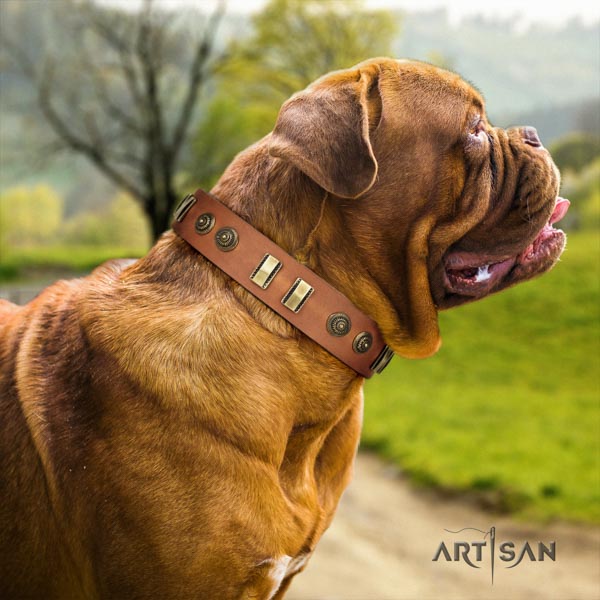 Dogue de Bordeaux exquisite full grain leather collar for everyday use