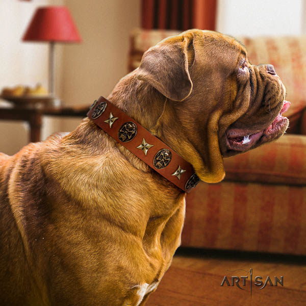 Dogue de Bordeaux comfortable wearing dog collar of trendy genuine leather