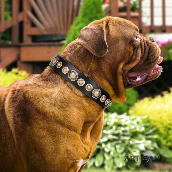 Dogue de Bordeaux studded genuine leather collar with rust resistant hardware
