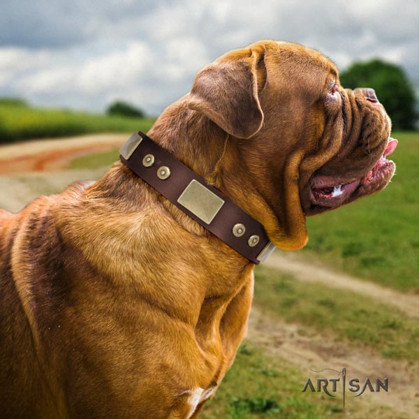 Dogue de Bordeaux exquisite leather collar for stylish walking
