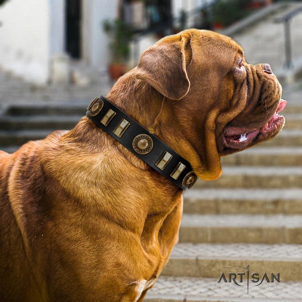 Dogue de Bordeaux comfy wearing dog collar of exquisite quality leather
