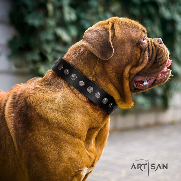 Dogue de Bordeaux top notch leather dog collar