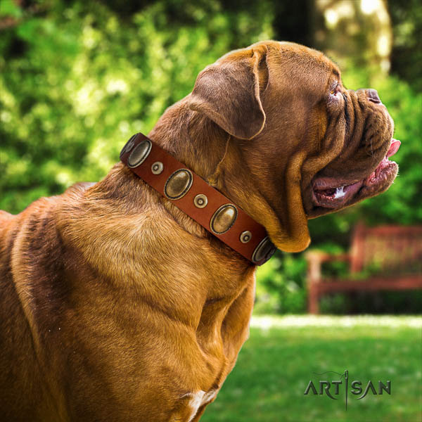 Dogue de Bordeaux everyday walking dog collar of significant quality genuine leather