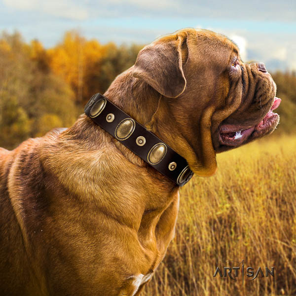 Dogue de Bordeaux comfortable wearing dog collar of comfortable leather