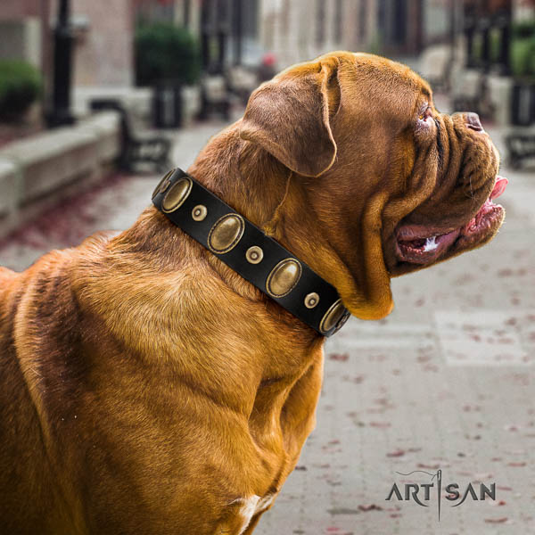 Dogue de Bordeaux walking dog collar of exceptional quality natural leather