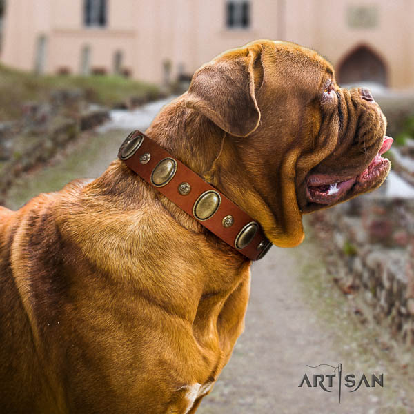 Dogue de Bordeaux walking dog collar of significant quality natural leather