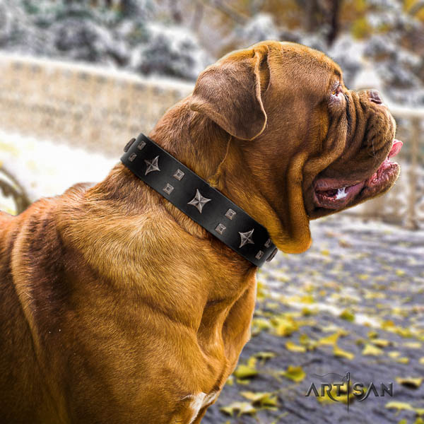 Dogue de Bordeaux dog collar of designer natural leather for stylish walking