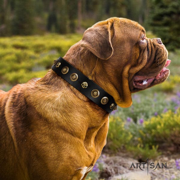Dogue de Bordeaux easy wearing dog collar of significant quality natural leather