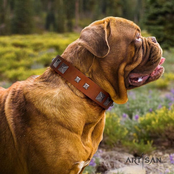 Dogue de Bordeaux comfy wearing dog collar of soft genuine leather