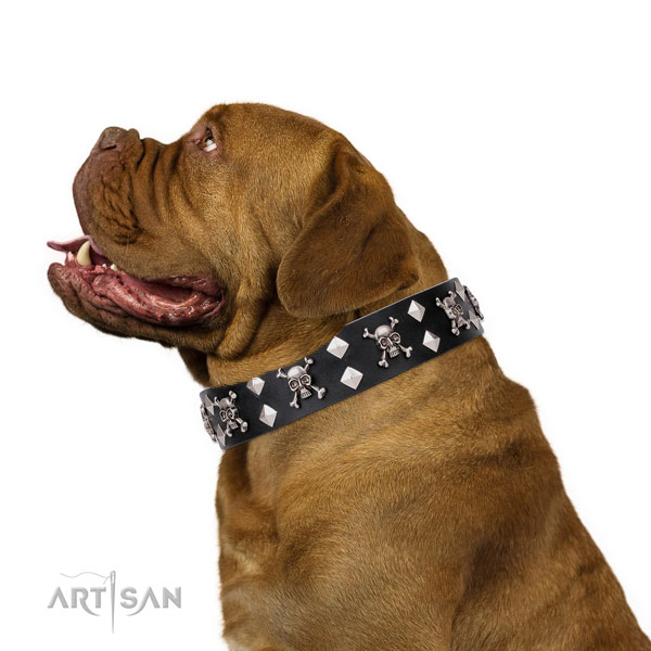 Dogue de Bordeaux full grain leather collar with strong traditional buckle for everyday walking