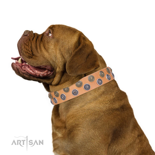 Dogue de Bordeaux genuine leather collar with corrosion resistant D-ring for everyday use