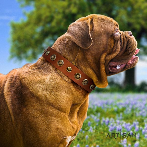 Dogue de Bordeaux everyday use dog collar of fine quality natural leather