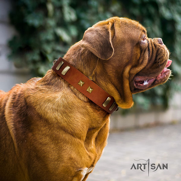 Dogue de Bordeaux everyday walking dog collar of significant quality natural leather