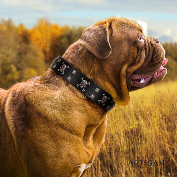 Dogue de Bordeaux basic training dog collar of remarkable quality natural leather