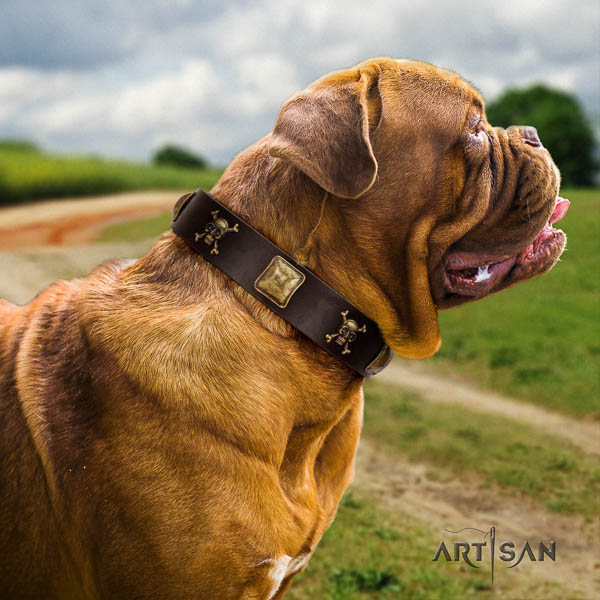Dogue de Bordeaux comfy wearing dog collar of top notch quality leather
