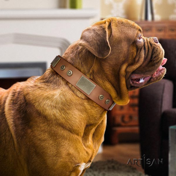 Dogue de Bordeaux stunning genuine leather collar for basic training