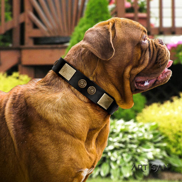 Dogue de Bordeaux daily use dog collar of fine quality natural leather