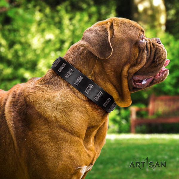 Dogue de Bordeaux impressive natural genuine leather dog collar