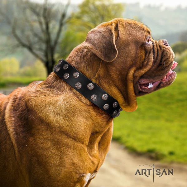 Dogue de Bordeaux dog collar of remarkable quality leather for comfy wearing