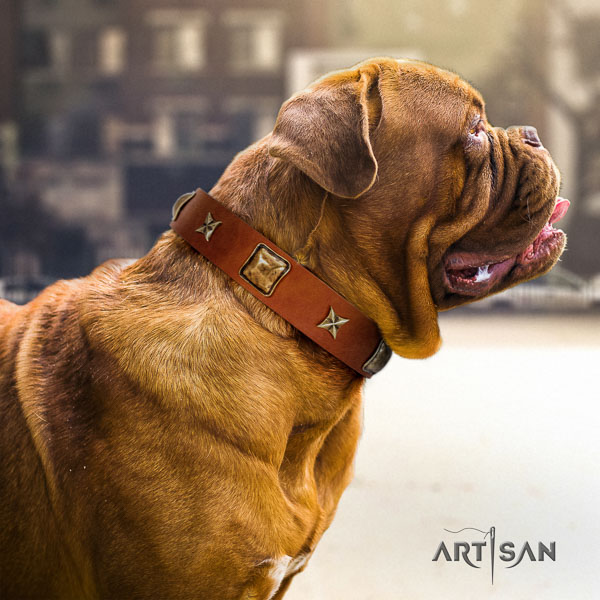 Dogue de Bordeaux comfy wearing dog collar of top notch quality genuine leather