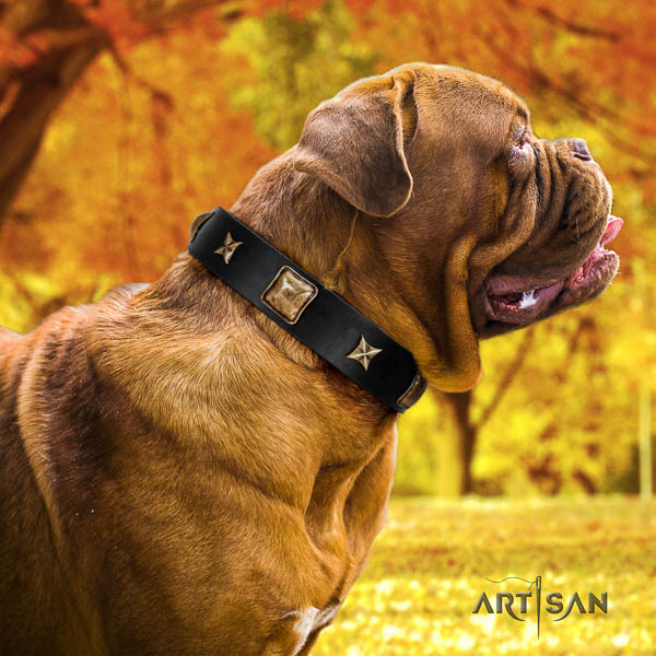 Dogue de Bordeaux fancy walking dog collar of incredible quality natural leather