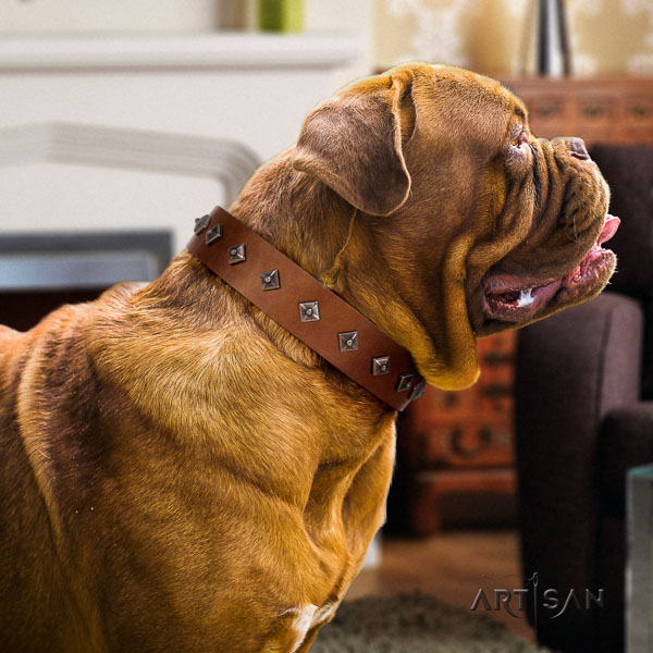 Dogue de Bordeaux impressive full grain natural leather dog collar