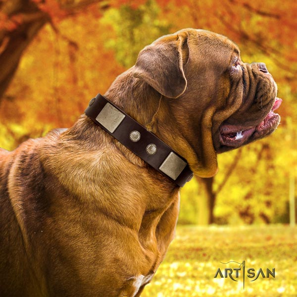 Dogue de Bordeaux comfortable wearing dog collar of trendy leather